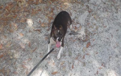 Dunns Creek State Park