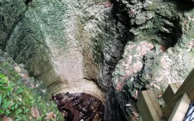 Falling Waters State Park