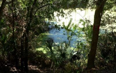 Alafia River State Park