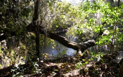 Big Shoals State Park