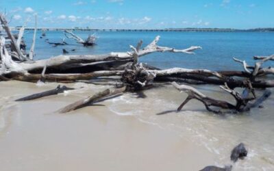 Big Talbot Island State Park