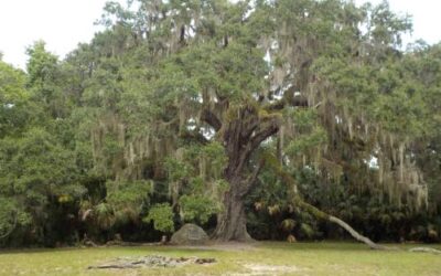 Bulow Creek State Park