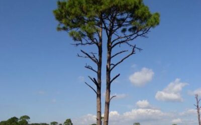 Charlotte Harbor Preserve State Park