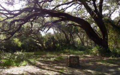 Dade Battlefield Historic State Park