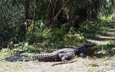 Fakahatchee Strand Preserve State Park