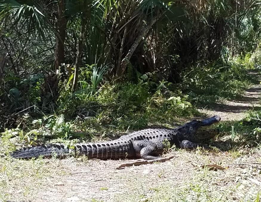 Fakahatchee Strand Preserve State Park