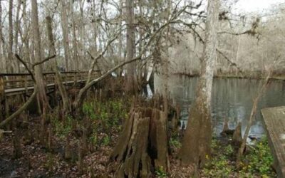 Fanning Springs State Park