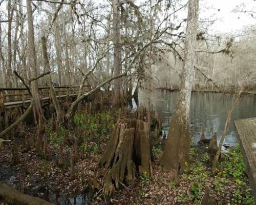 Fanning Springs State Park