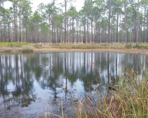 Fred Gannon Rocky Bayou State Park