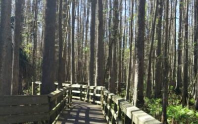 Highlands Hammock State Park