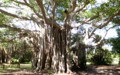 Hugh Taylor Birch State Park