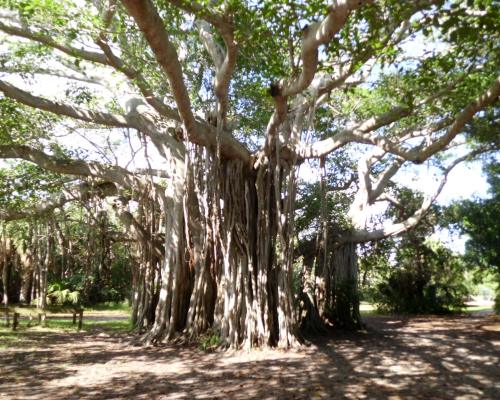 Hugh Taylor Birch State Park