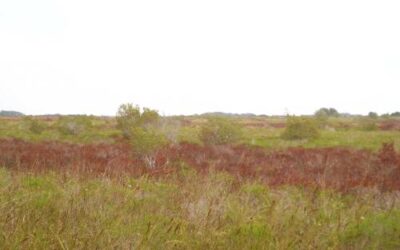 Kissimmee Prairie Preserve State Park