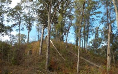 Letchworth-Love Mounds Archaeological State Park
