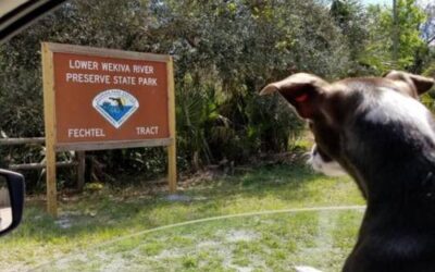 Lower Wekiva River Preserve