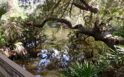Oscar Scherer State Park
