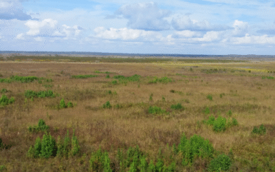 Paynes Prairie Preserve State Park