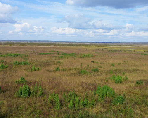 Paynes Prairie Preserve State Park