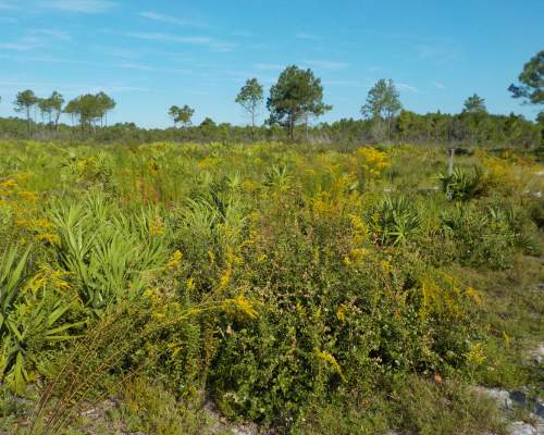 Pumpkin Hill Creek Preserve State Park
