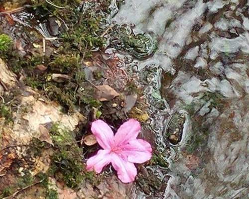 Rainbow Springs State Park