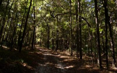 River Rise Preserve State Park