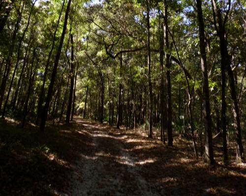 River Rise Preserve State Park