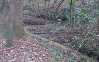 San Felasco Hammock Preserve State Park