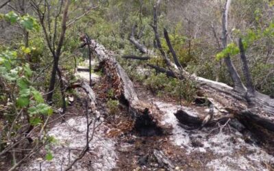 Seabranch Preserve State Park