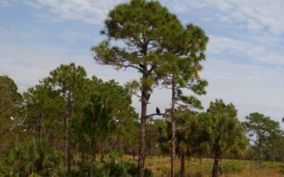St. Sebastian River Preserve State Park