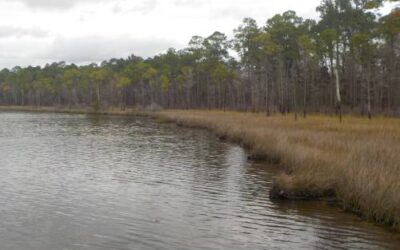 Tarkiln Bayou Preserve State Park