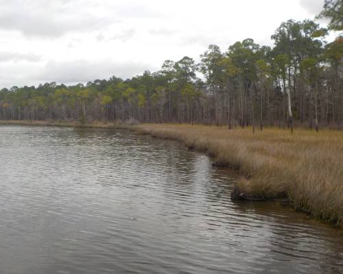 Tarkiln Bayou Preserve State Park