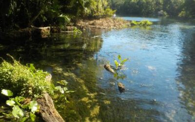 Wekiwa Springs State Park