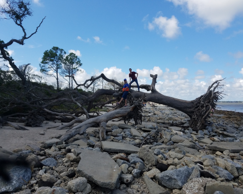 Showing Boogie the Boneyard Beach at Big Talbot State Park