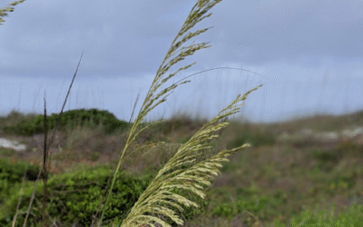 Revisiting Anastasia State Park