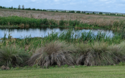 Exploring Sweetwater Wetlands Park