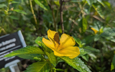 Nunan Butterfly Garden