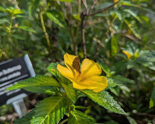 Nunan Butterfly Garden